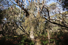 Amyema pendula pendula