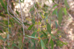 Eucalyptus willisii