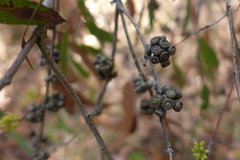 Eucalyptus willisii