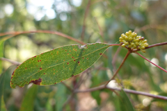 Eucalyptus willisii