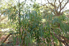 Eucalyptus willisii
