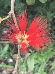 Calliandra tweediei