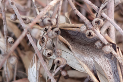 Eucalyptus viminalis viminalis