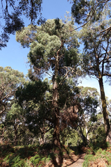 Eucalyptus viminalis viminalis