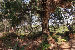 Eucalyptus viminalis viminalis