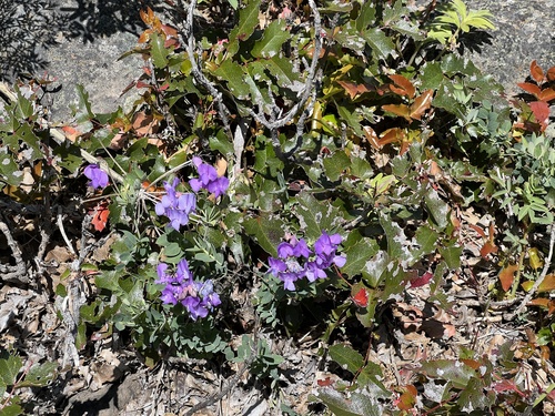 Image of Lathyrus pauciflorus by no rights reserved