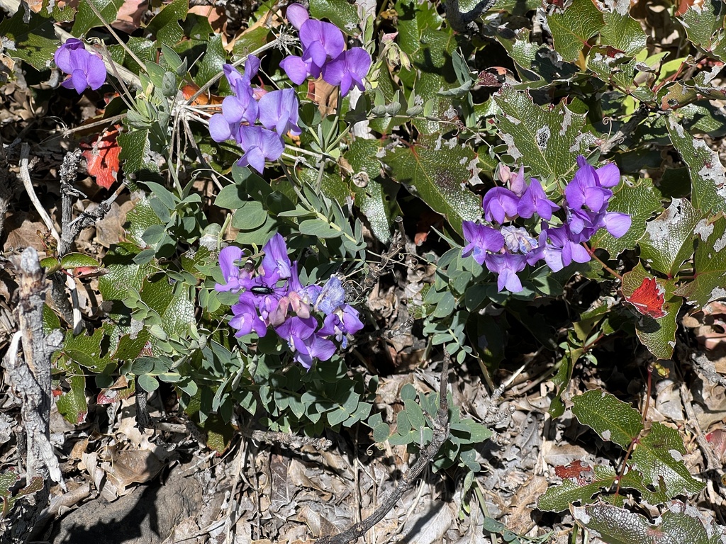 Fewflower Pea