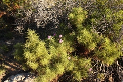 Pelargonium denticulatum