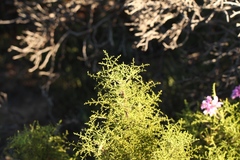 Pelargonium denticulatum