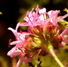 Pelargonium denticulatum