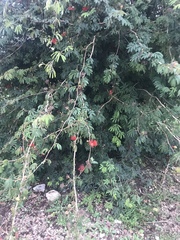Calliandra tweediei