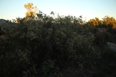 Phylica paniculata