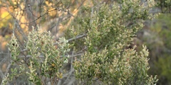 Phylica paniculata