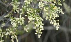 Phylica paniculata