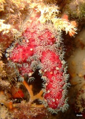 Alcyonium