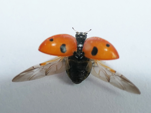 Penkiataškė boružė nuotrauka