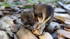 Helvella acetabulum