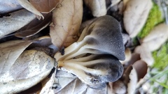 Helvella acetabulum