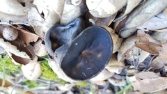 Helvella acetabulum