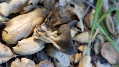 Helvella acetabulum