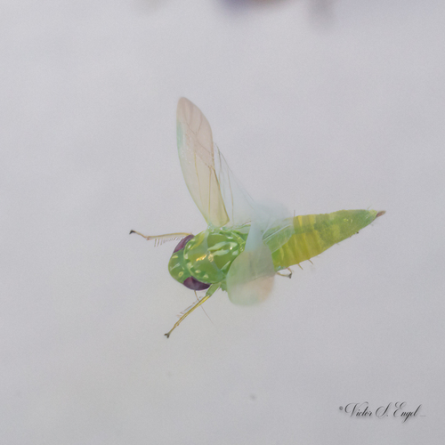 Potato Leafhopper photo 3