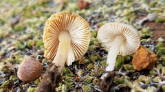 Leucoinocybe lenta