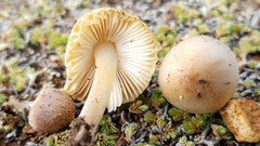 Leucoinocybe lenta
