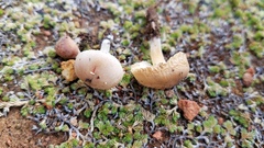 Leucoinocybe lenta