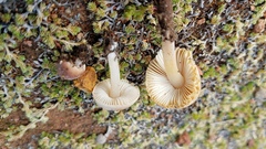 Leucoinocybe lenta