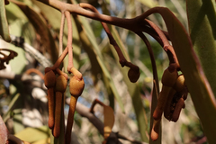 Amyema pendula pendula