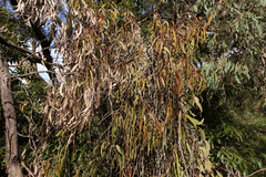 Amyema pendula pendula