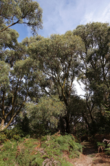 Eucalyptus willisii