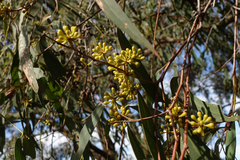 Eucalyptus willisii