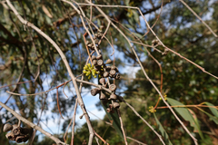 Eucalyptus willisii