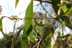 Eucalyptus willisii