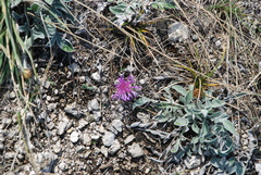 Psephellus sibiricus