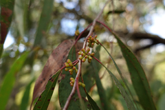 Eucalyptus willisii