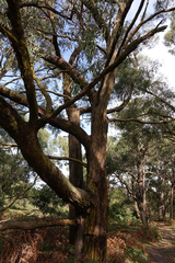 Eucalyptus willisii