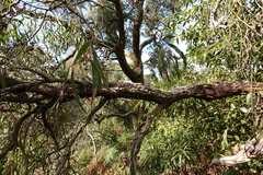 Eucalyptus willisii