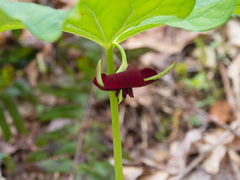 Trillium vaseyi