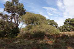 Eucalyptus radiata radiata
