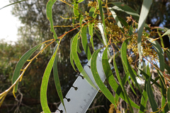 Eucalyptus radiata radiata