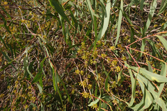 Eucalyptus radiata radiata
