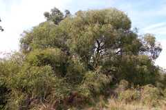 Eucalyptus radiata radiata