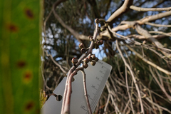 Eucalyptus radiata radiata