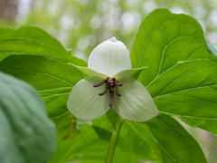 Trillium rugelii