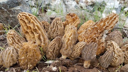Burn Morel