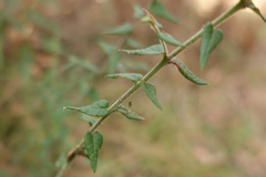 Bossiaea cinerea