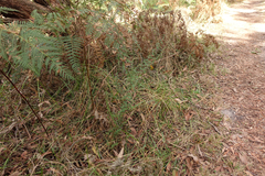 Bossiaea cinerea