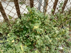 Malva parviflora